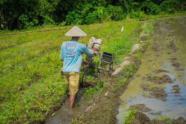 Bali, Endonezya - 05 Nisan 2017: Çiftçi cleanning teraslar, Ubud, Bali, Endonezya su dolu bir ülkede bazı pirinç tohum bitki alanı