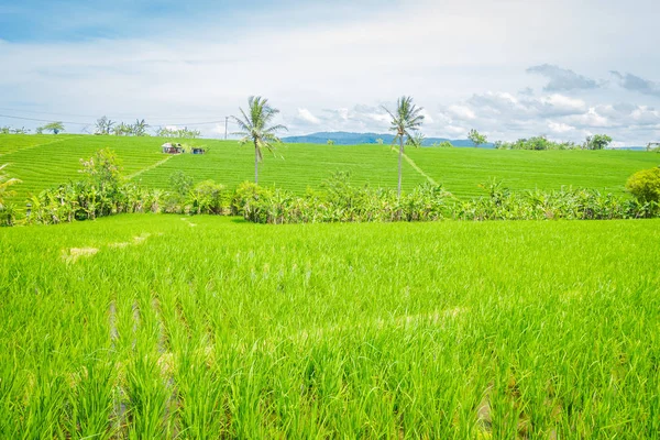 Campo de arroz verde cerca. Arroz en el agua en terrazas de arroz, Ubud, Bali, Indonesia — Foto de Stock