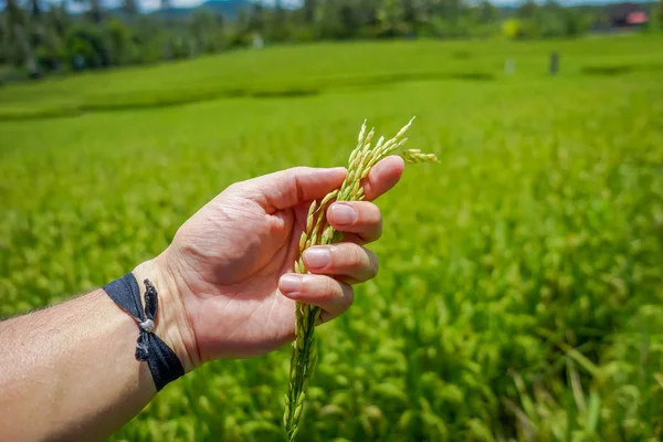 Ember egy tüske rizs tartja a kezében, mögött egy zöld rizs mező Ubud, Bali, Indonézia — Stock Fotó