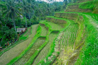 Güzel manzara ile yeşil pirinç terasları yakınındaki Tegallalang Köyü, Ubud, Bali, Endonezya