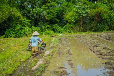 Bali, Endonezya - 05 Nisan 2017: Çiftçi cleanning teraslar, Ubud, Bali, Endonezya su dolu bir ülkede bazı pirinç tohum bitki alanı