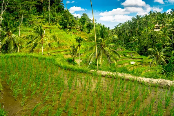 Gyönyörű táj, zöld rizs teraszok közelében Tegallalang village, Ubud, Bali, Indonézia — Stock Fotó