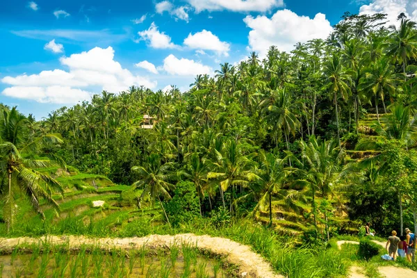Όμορφο τοπίο με πράσινο ρύζι βεράντες κοντά στο Tegallalang χωριό, Ουμπούντ, Μπαλί, Ινδονησία — Φωτογραφία Αρχείου