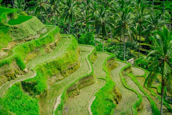Η πιό δραματικές και θεαματικές Ράις βεράντες στο Μπαλί μπορεί να δει κοντά το χωριό του Tegallalang, στην Ινδονησία: Ουμπούντ — Φωτογραφία Αρχείου