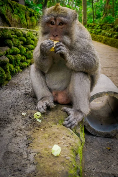 Длиннохвостые макаки Macaca fascicularis в храме обезьяньего леса Убуд едят початок кукурузы руками, на Бали Индонезии — стоковое фото