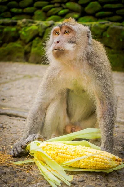 Dlouhoocasých makaků Macaca fascicularis v The Ubud Monkey Forest chrámu na Bali Indonésie — Stock fotografie
