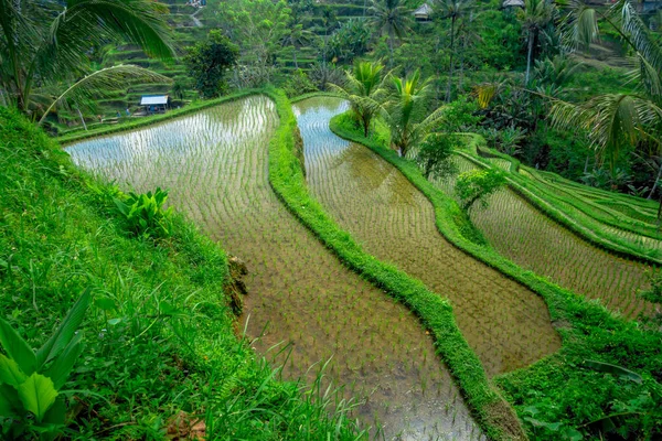 Las terrazas de arroz más espectaculares y espectaculares de Bali se pueden ver cerca del pueblo de Tegallalang, en Ubud Indonesia —  Fotos de Stock