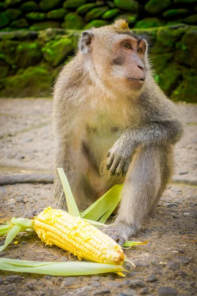 Dlouhoocasých makaků Macaca fascicularis v The Ubud Monkey Forest chrámu na Bali Indonésie — Stock fotografie
