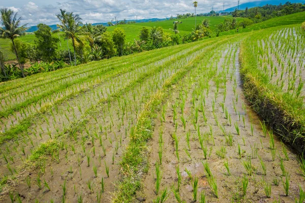 Belos terraços de arroz verde com pequenas plantas de arroz crescendo, perto da aldeia de Tegallalang em Ubud, Bali Indonésia — Fotografia de Stock