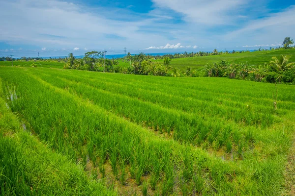 Zöld rizs mező közelről. Rizst vízben a rizs teraszok, Ubud, Bali, Indonézia — Stock Fotó