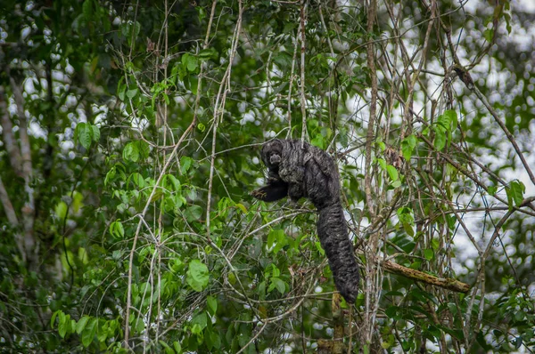 Hermoso mono saki Pithecia monachus, sentado en una rama dentro de la selva amazónica en el Parque Nacional Cuyabeno, Ecuador —  Fotos de Stock