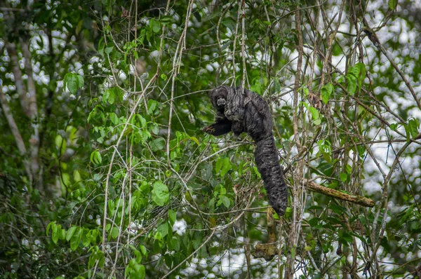 Hermoso mono saki Pithecia monachus, sentado en una rama dentro de la selva amazónica en el Parque Nacional Cuyabeno, Ecuador — Foto de Stock