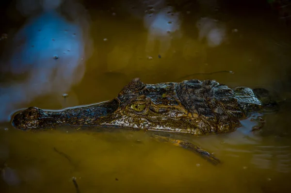 Caiman dans les eaux sombres de la rivière Cuyabeno, Réserve faunique de Cuyabeno, Équateur — Photo