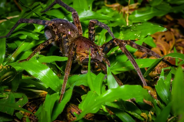 Uma grande aranha caminhando no chão dentro da floresta no Parque Nacional Cuyabeno, no Equador — Fotografia de Stock