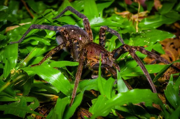 Una gran araña caminando por el suelo dentro del bosque en el Parque Nacional Cuyabeno, en Ecuador — Foto de Stock