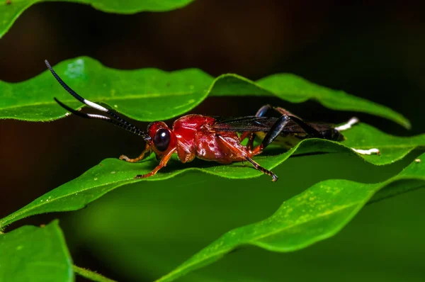 Pieni punainen hyönteinen istuu vihreällä lehdellä Amazonin sademetsässä Cuyabenon kansallispuistossa, Ecuadorissa — kuvapankkivalokuva