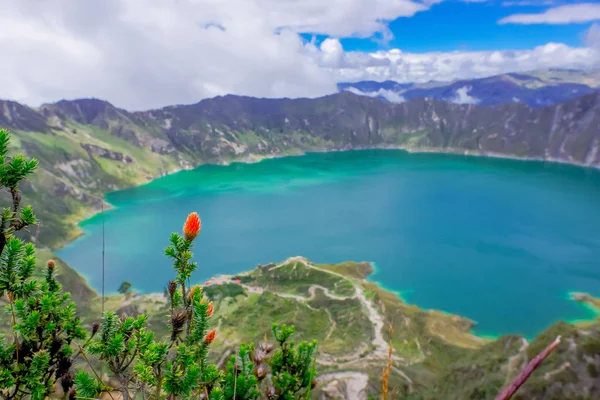Hermosa planta andina chuquiragua, con una increíble vista del lago de la caldera Quilotoa en la parte posterior. Quilotoa es el volcán occidental en la cordillera de los Andes y se encuentra en la región andina de Ecuador. — Foto de Stock