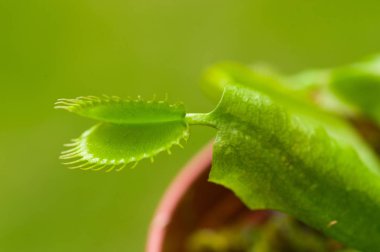 Egzotik böcek yiyen predator çiçek sinekkapan bitkisi dionaea yeşil bir arka planda