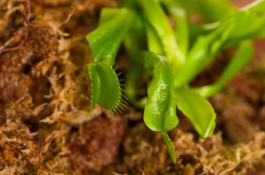 Siyah arka plan üzerine izole egzotik böcek yiyen predator çiçek sinekkapan bitkisi dionaea