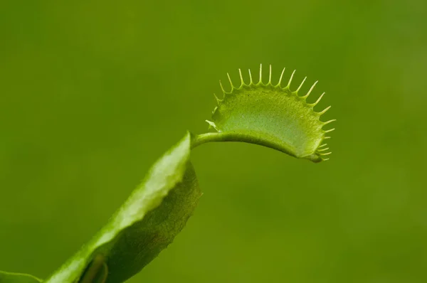 이국적인 곤충을 먹는 육 식 꽃 금성 파리 통 dionaea 녹색 배경 — 스톡 사진