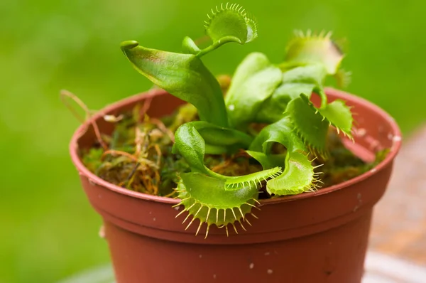 Flor depredadora devoradora de insectos exótica Venus flytrap dionaea plantada sobre una maceta de arcilla, en un fondo borroso — Foto de Stock