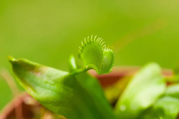 Primer plano de una exótica flor depredadora devoradora de insectos Venus flytrap dionaea, en un fondo borroso —  Fotos de Stock