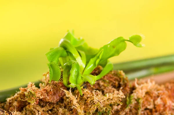 木材の下地の上に植えられたエキゾチックな肉食花ハエトリグサ ハエジゴクのクローズ アップ、コケの栄養素地面 — ストック写真