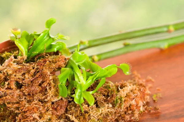 エキゾチックな昆虫を食べる捕食者花ハエトリグサ ハエジゴク、木材の下地を植えたコケの栄養素地面 — ストック写真