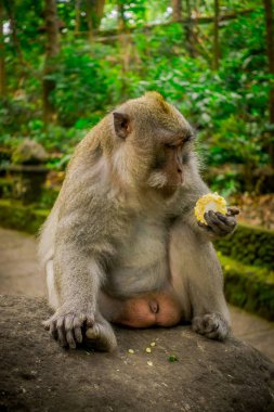 Uzun kuyruklu makak Macaca fascicularis Ubud maymun orman kayanın üzerinde Bali Endonezya üzerinde oturan ellerini kullanarak cob Mısır yemek tapınak içinde