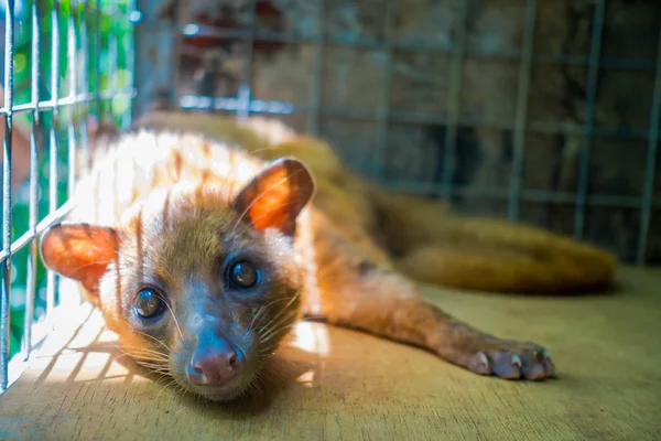 Zvířecí cibetka se používá pro výrobu drahých ty gurmánské kávy Kopi Luwak, v Bali: — Stock fotografie