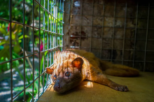 Zvířecí cibetka se používá pro výrobu drahých ty gurmánské kávy Kopi Luwak, v Bali: — Stock fotografie