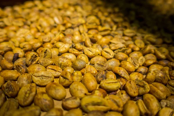 Kopi luwak o café civet, es una de las variedades de café más caras y de baja producción del mundo — Foto de Stock