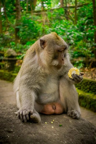 Macachi dalla coda lunga Macaca fascicularis in The Ubud Monkey Forest Temple mangiare un mais pannocchia con le mani sedute su una roccia, su Bali Indonesia — Foto Stock