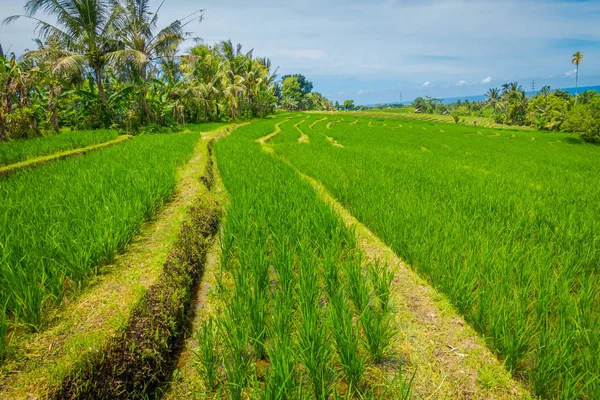 Zöld rizs mező közelről. Rizst vízben a rizs teraszok, Ubud, Bali, Indonézia — Stock Fotó
