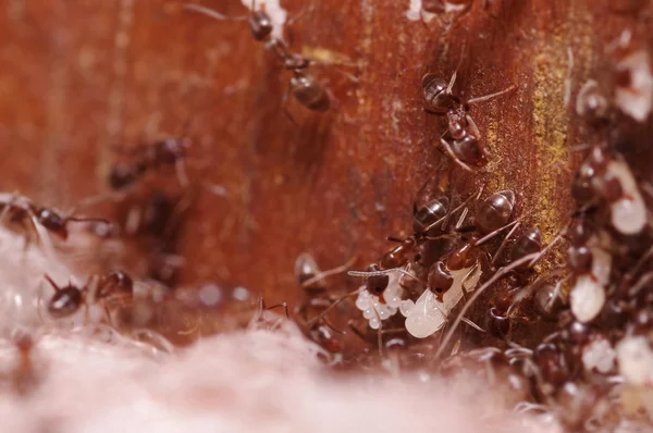 Crod από ξύλο μυρμήγκια, με μεγάλη μεγέθυνση, που μεταφέρουν τα αυγά τους σε ένα νέο σπίτι, το μυρμήγκι είναι συχνά ένα παράσιτο σε σπίτια, σε φόντο ξύλινη — Φωτογραφία Αρχείου