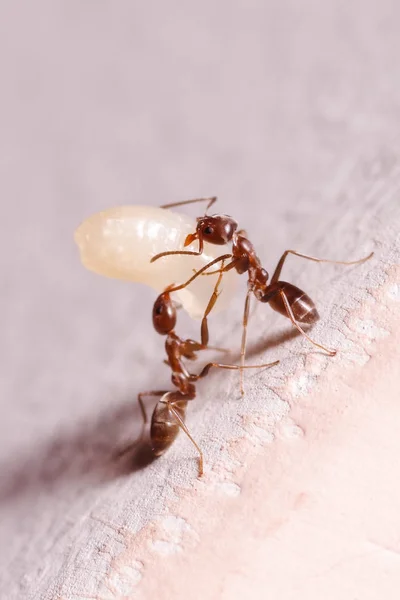 Wood ants, Formica, carrying their eggs to anew home, this ant is often a pest in houses, in a white background — Stock Photo, Image