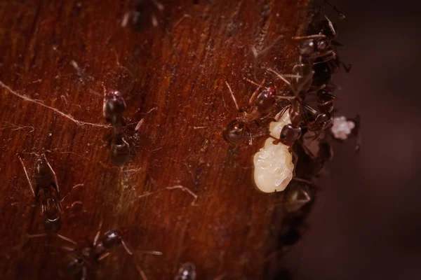 Hormigas de madera, Formica extremas de cerca con alto aumento, llevando sus huevos a casa de nuevo, en un fondo de madera — Foto de Stock