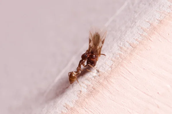 Yksinomainen muurahainen, jolla on muita siipiä, tämä muurahainen on usein tuholainen taloissa, valkoisella taustalla — kuvapankkivalokuva