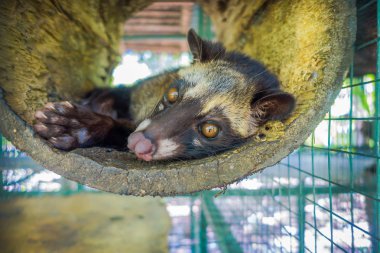 Hayvan misk pahalı çoğu gurme üretimi için kullanılan kahve Kopi Luwak, Bali Endonezya