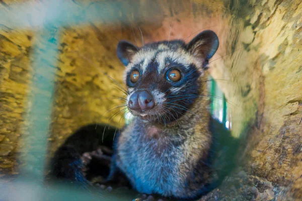 The animal civet is used for the production of expensive most gourmet coffee Kopi Luwak, in Bali Indonesia — Stock Photo, Image