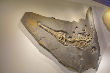 Houston, Amerika Birleşik Devletleri - 12 Ocak 2017: Fosil dinozorlar bir timsah, bir fuar içinde Ulusal Müzesi, Doğa Bilimleri ABD Orlando Houston