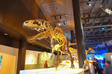 Houston, Amerika Birleşik Devletleri - 12 Ocak 2017: Fosil dinozor t-Rex'in, o çağda bir fuar içinde Ulusal Müzesi, Doğa Bilimleri ABD Orlando Houston en şaşırtıcı dinozor depredator