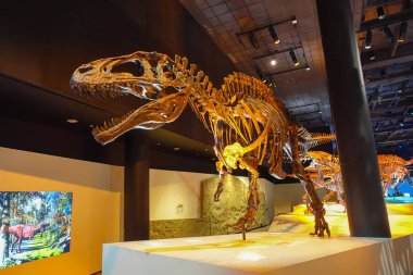 Houston, Amerika Birleşik Devletleri - 12 Ocak 2017: Fosil dinozor t-Rex'in, o çağda bir fuar içinde Ulusal Müzesi, Doğa Bilimleri ABD Orlando Houston en şaşırtıcı dinozor depredator