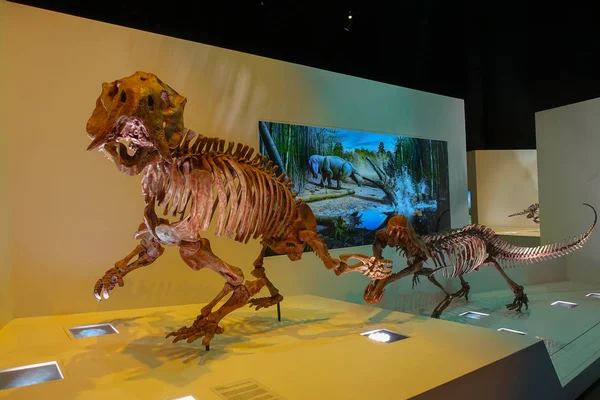 HOUSTON, États-Unis - 12 JANVIER 2017 : Fossile de deux dinosaures, recréant un prédateur et une attaque de proies dans une exposition au Musée national des sciences naturelles à Orlando Houston aux États-Unis — Photo