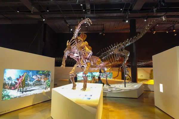 Houston, Amerika Birleşik Devletleri - 12 Ocak 2017: Fosil dinozor stegosaurus Fuar içinde Ulusal Müzesi, Doğa Bilimleri ABD, Orlando Houston'da bir siyah arka plan — Stok fotoğraf