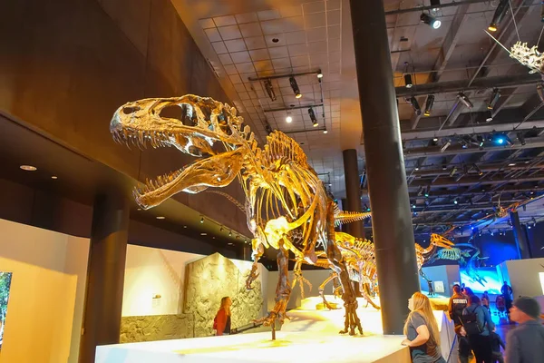 HOUSTON, États-Unis - 12 JANVIER 2017 : Fossile de dinosaure t-rex, le plus étonnant prédateur de dinosaures de cet âge, dans une exposition au Musée national des sciences naturelles à Orlando Houston aux États-Unis — Photo