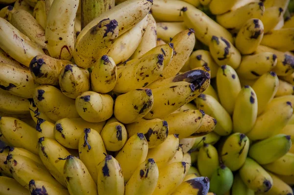 Sárga bébi banán. Musa banánfélék család három nemet, ez magában foglalja a banán és a plantain — Stock Fotó