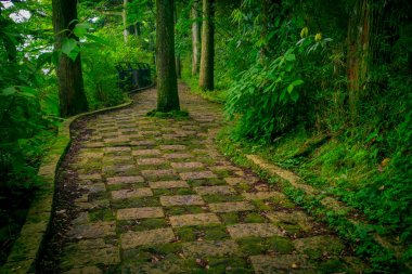 Hakone Tapınak, Kyoto, Japonya için güneşli bir günde ormandaki uçmuş bir giriş