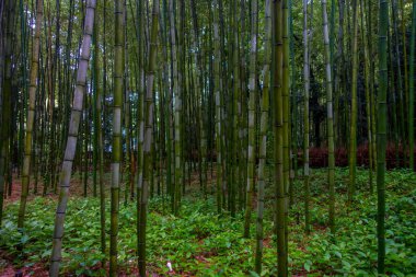 Güzel görünüm bambu ormanı, Arashiyama, Kyoto, Japonya
