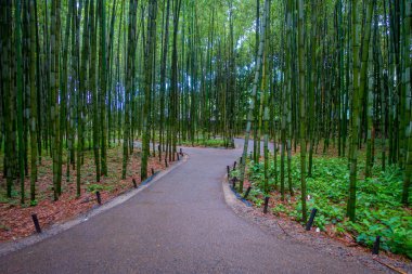 Yol bambu ormanı, Arashiyama, Kyoto çevreleyen güzel kafa